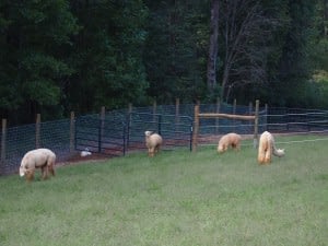 pasture