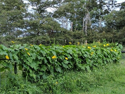 image0011